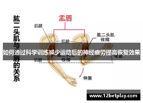 如何通过科学训练减少运动后的神经疲劳提高恢复效果